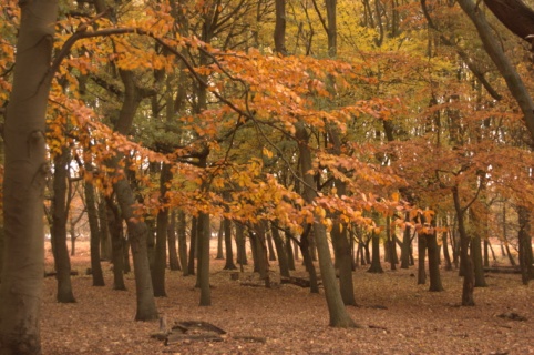 Richmond Park