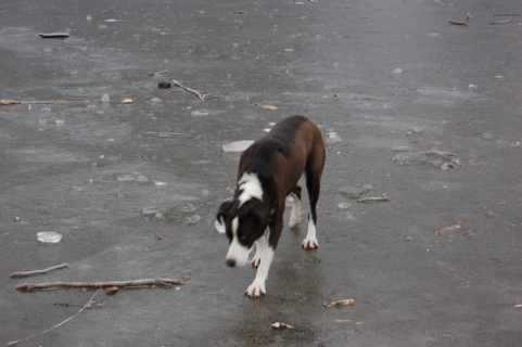 Tenchi Walking on Ice